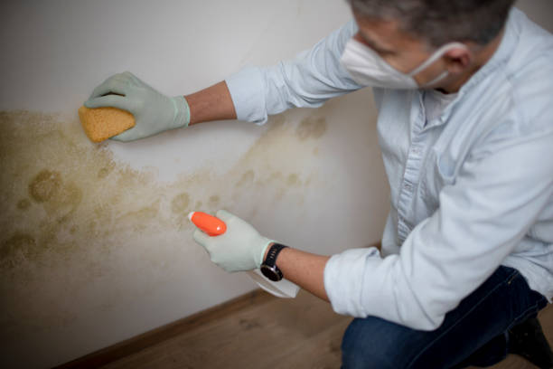 Best Residential Mold Remediation in Helena Valley Northwest, MT